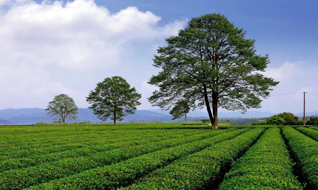 【春韵金井】已是人间四月天,清明踏青来金井邂逅美景,美食_茶园