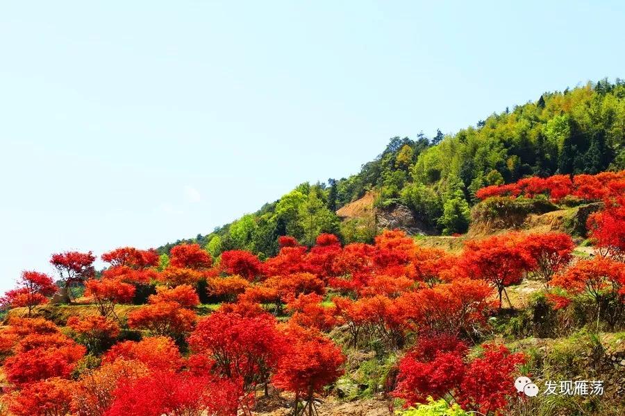 初探温州乐清桐阳红叶园,漫坡红骄艳!