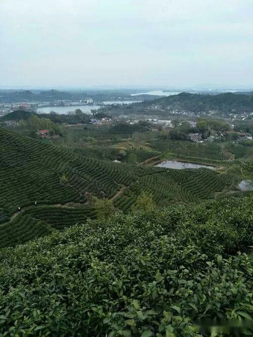 信阳云雾山茶场图片