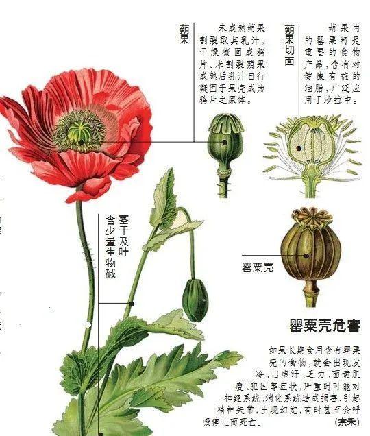 毒品罂粟花图片手绘图片