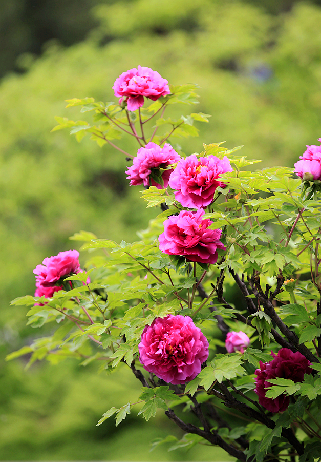 洛阳郁金香花园花期图片