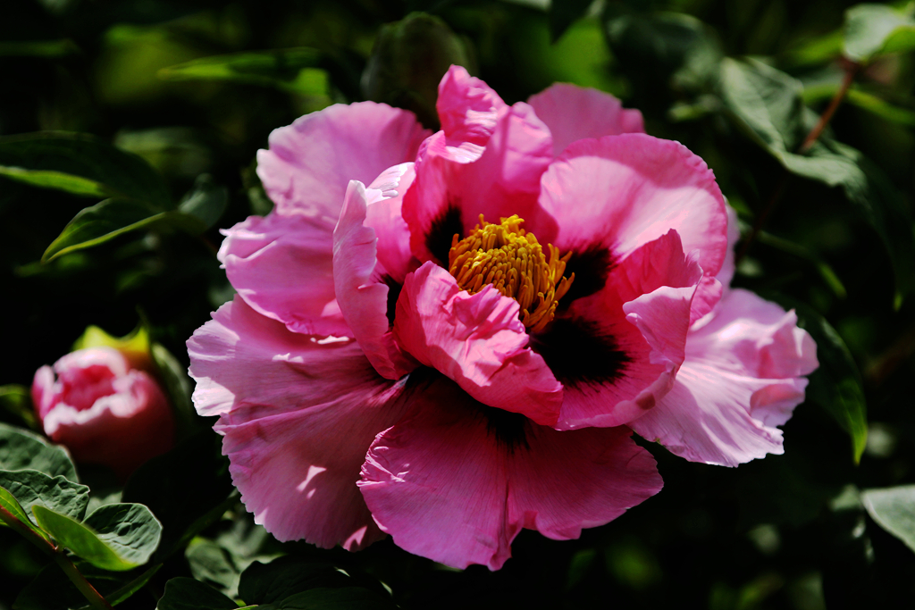 洛阳郁金香花园花期图片