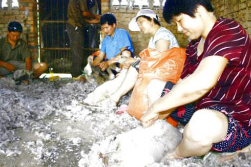 那么在活拔鹅毛工作中需要注意哪些细节呢?