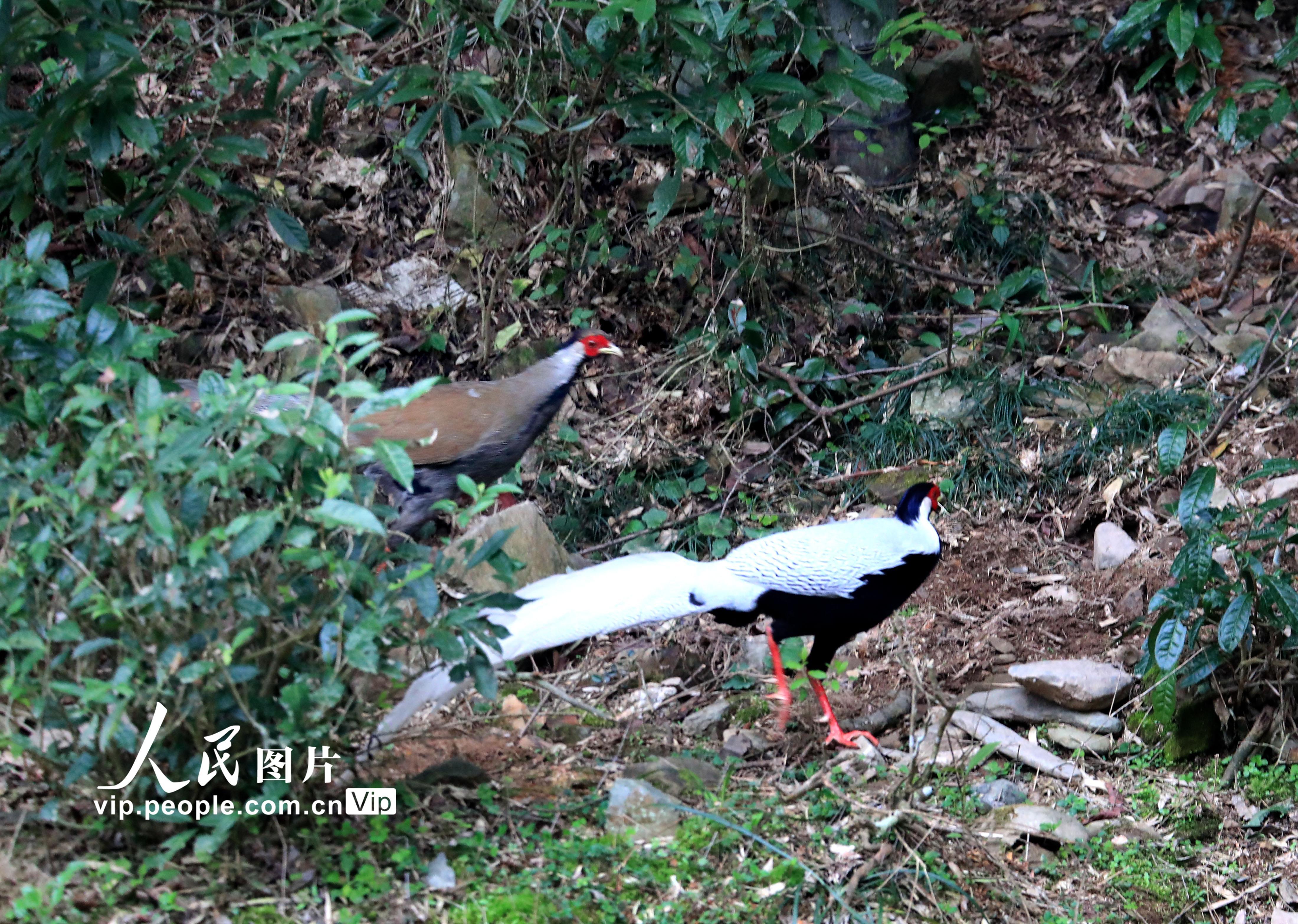 安徽黃山國保白鷳飛抵石跡安營紮寨