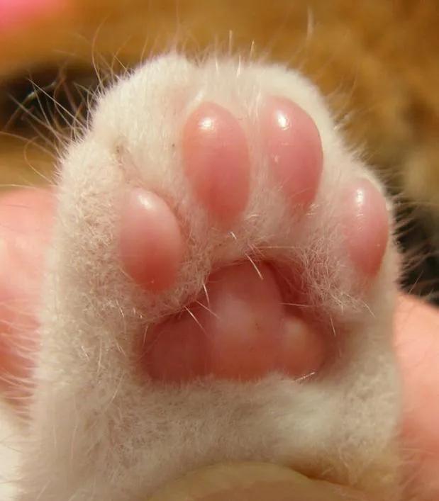 随着猫咪越来越受欢迎而猫咪的小爪子起到很点睛的一笔从头到脚几乎
