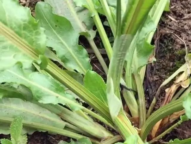 农村一种"牛舌头"野菜,不仅是个好食材,而且用途也很多!
