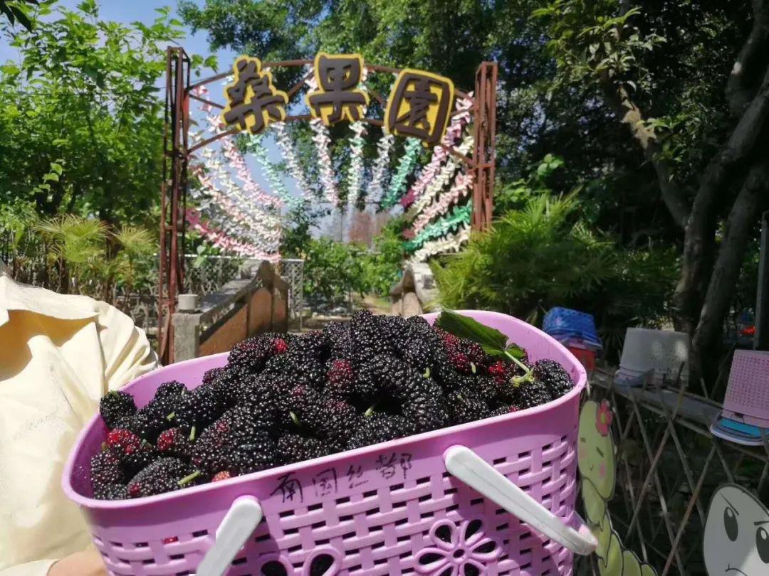 桑葚,小番茄,嘉宝果……新鲜水果开摘啦!_桑果