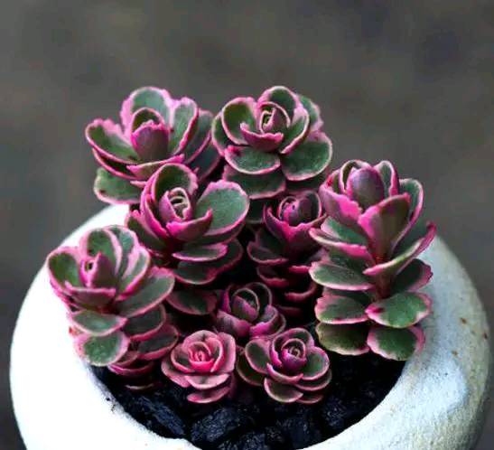 一种多肉真独特枝头顶着玫瑰花火红的颜色太美了