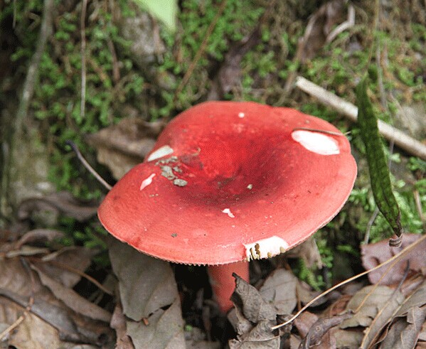 送老婆实用的20个礼物红菇一斤多少钱