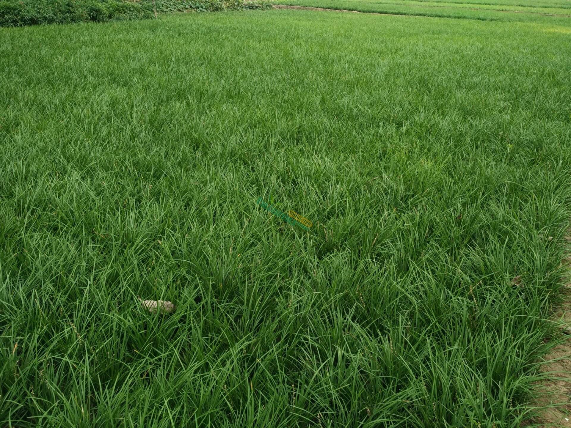 今日养生药材—麦冬_黄白色