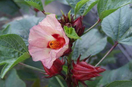 红桃k种子发芽的种养方法考拉园艺网带你了解红桃k种子