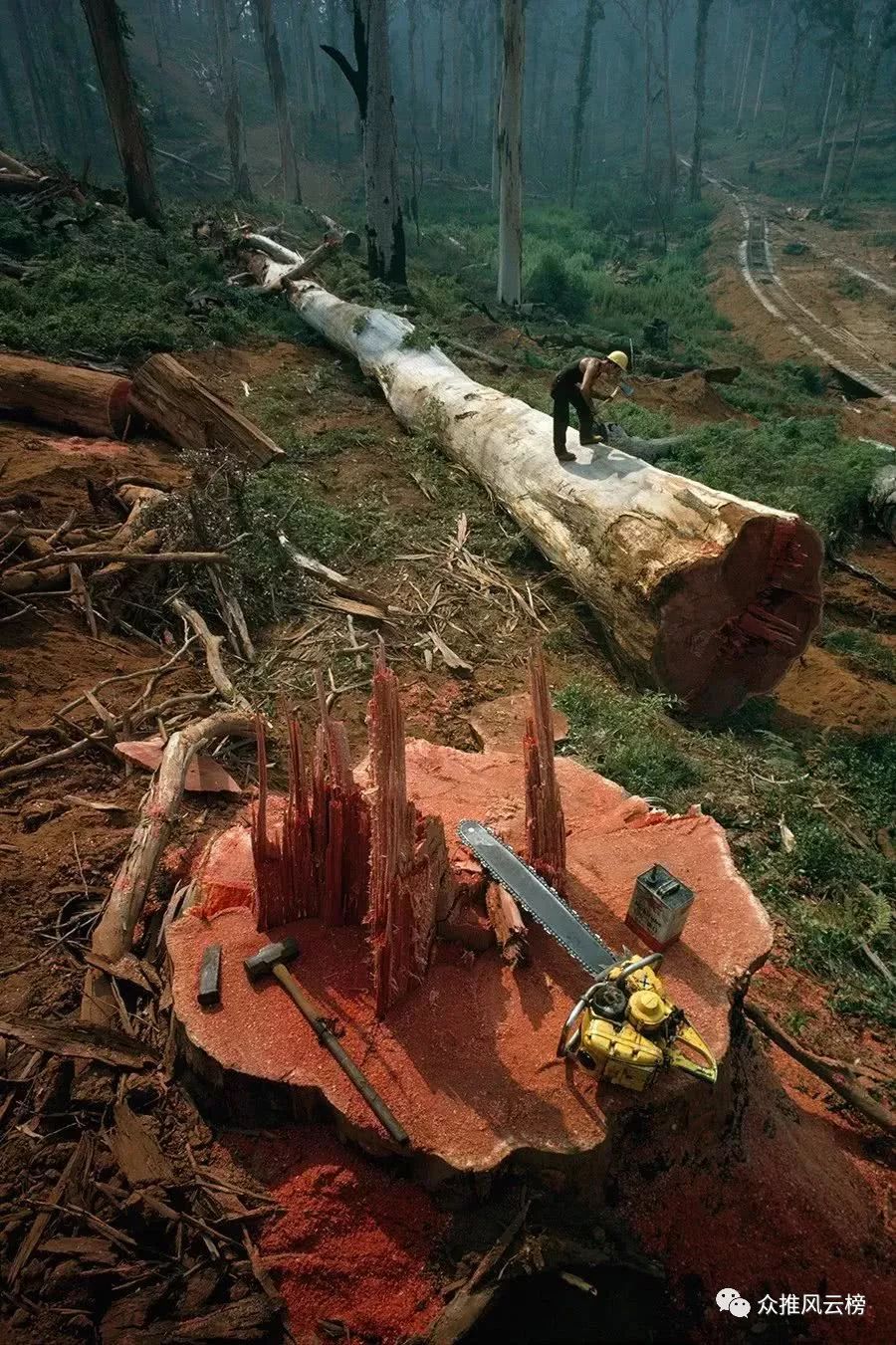 1962一位樵夫在西澳大利亚州砍伐树木摄影:robert b goodman1950年一