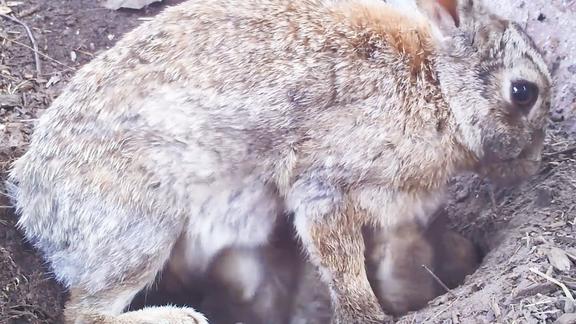 兔子妈妈将孩子埋进土里还盖得严严实实这是要活埋孩子吗