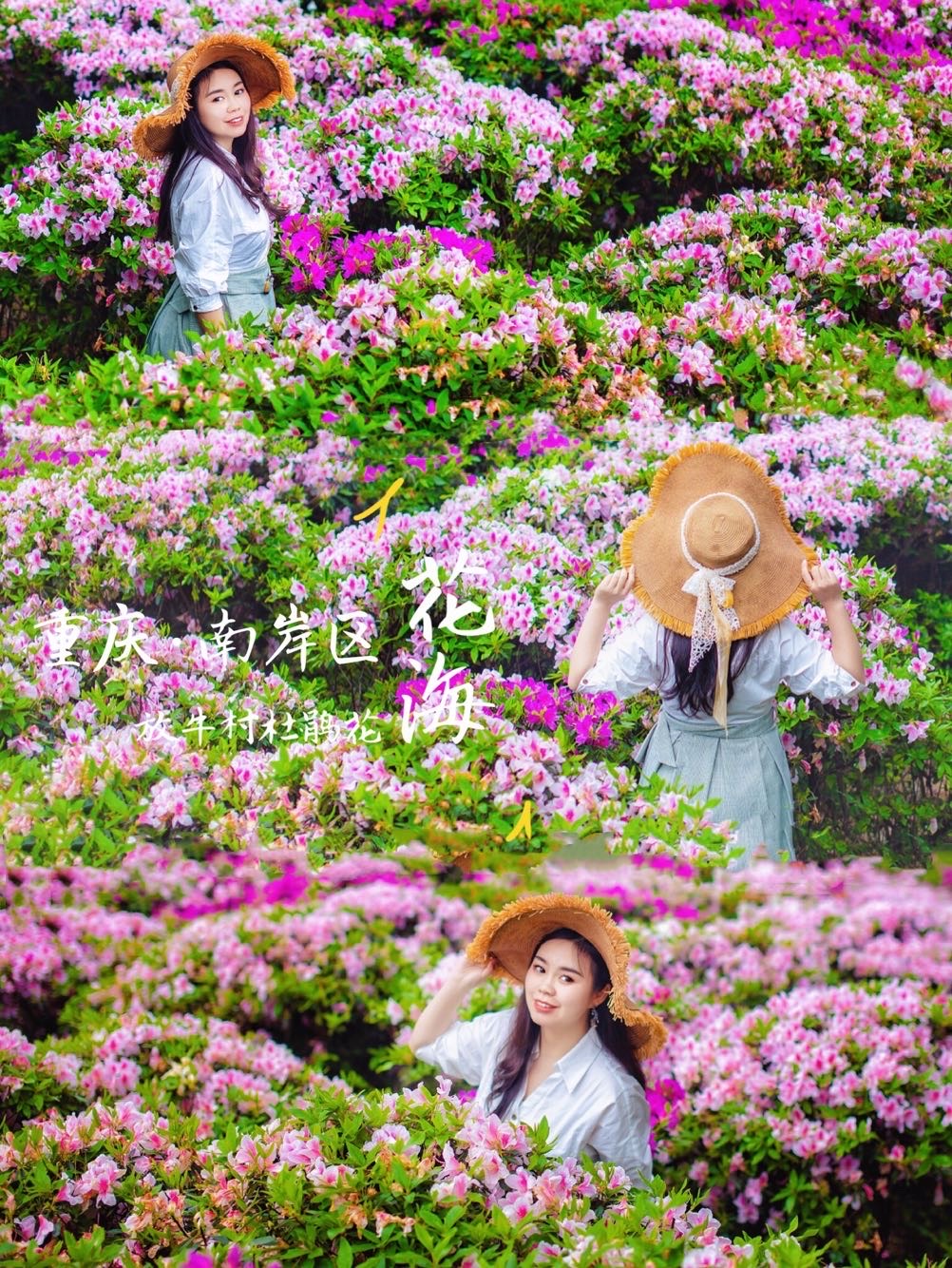 不用舟车劳顿去百里杜鹃重庆主城区就有唯美杜鹃花海人少花多美如画