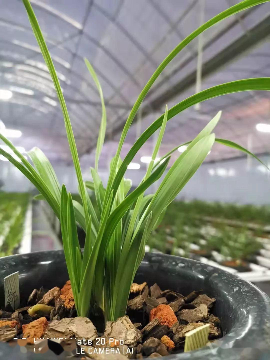 皓雪兰花新芽