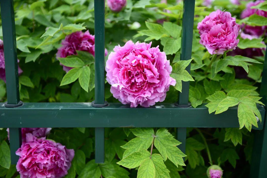 汝南天中山相约看牡丹