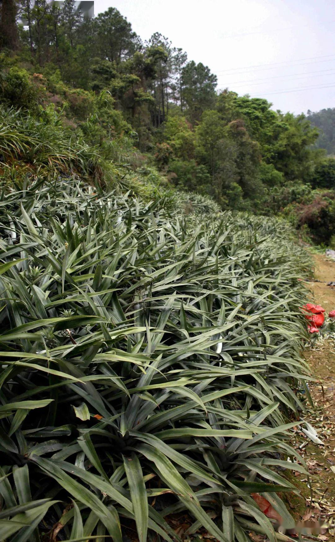 广东中山神湾菠萝