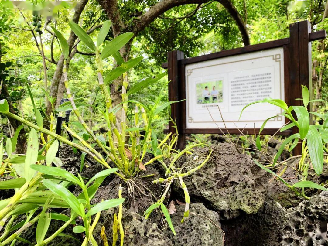 火山石斛园免费参观游览,火山石斛园石斛鲜条,石斛饮片7折优惠,火山