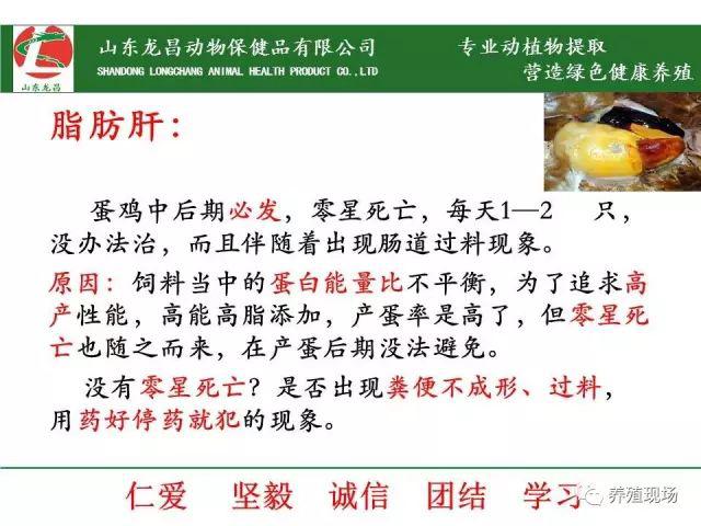 蛋鸡肝脏保健预防却看不出来使用效果咋回事