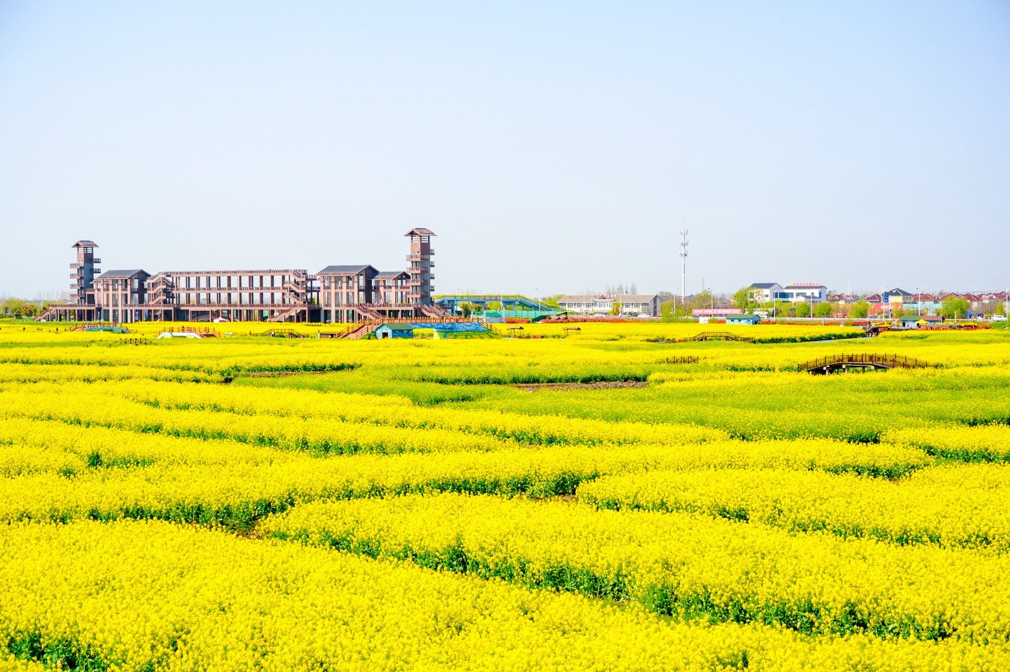 兴化千垛油菜花海犹如古人摆在水中的龙门阵此时已是一片金黄