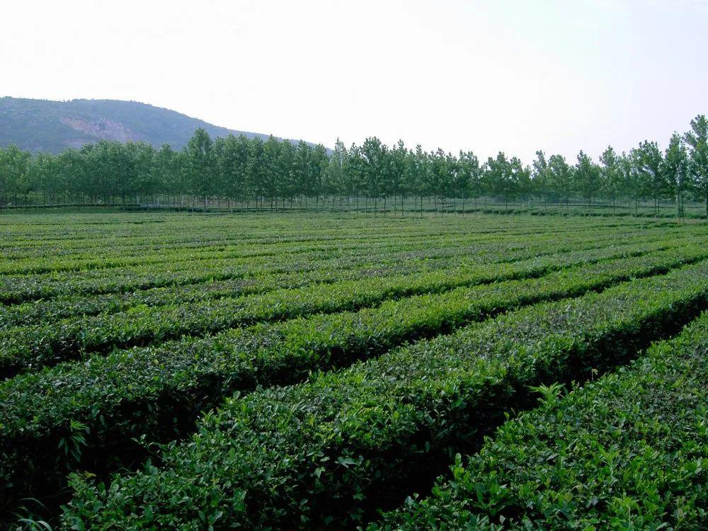 采茶踏青浦口这里有一片茶园等着您