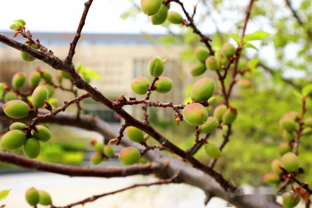樱花刚开运职的桃树就豪横的结果了