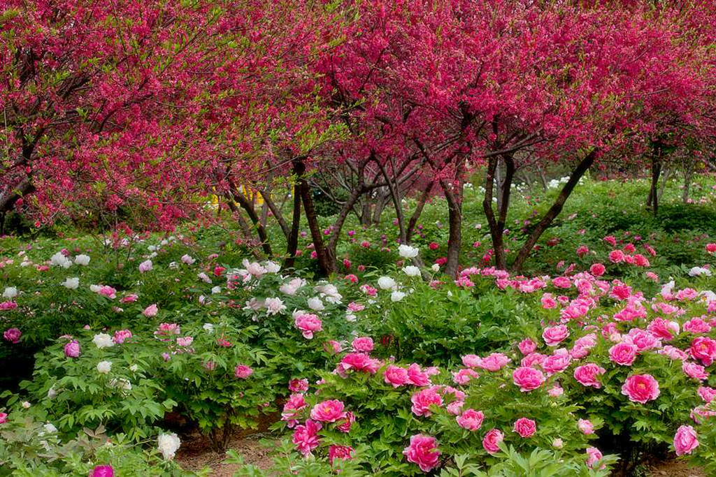 洛阳郁金香花园花期图片