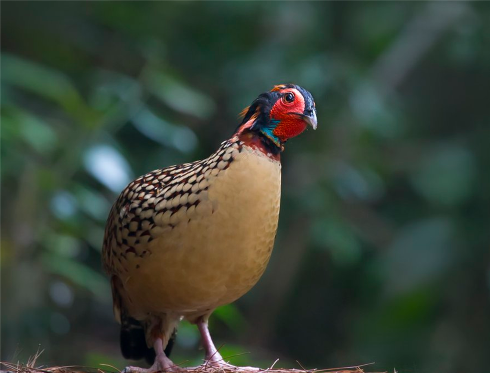 原创黄腹角雉现身浙江乌岩岭头上长角身前吊肉裙见人就把头埋草丛里