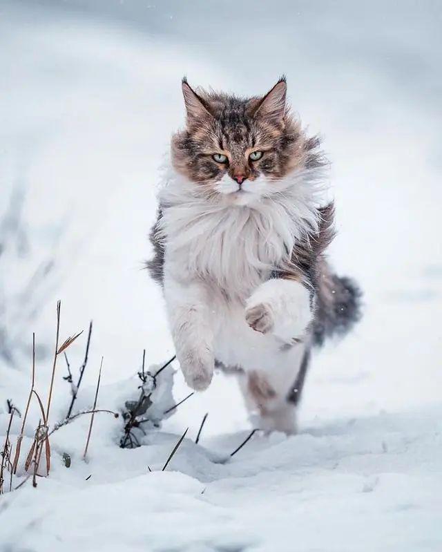 把猫拍出了狮子一样的风采是这猫太凶了还是摄影师太棒了呢
