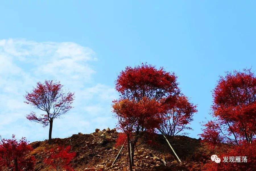 初探温州乐清桐阳红叶园,漫坡红骄艳!