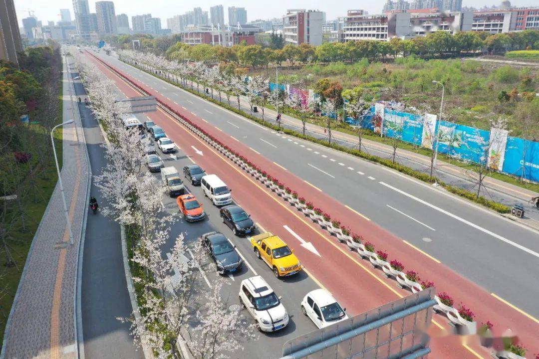 樱花红陌上,带你云赏brt南奉公路浅浅匀红_奉贤