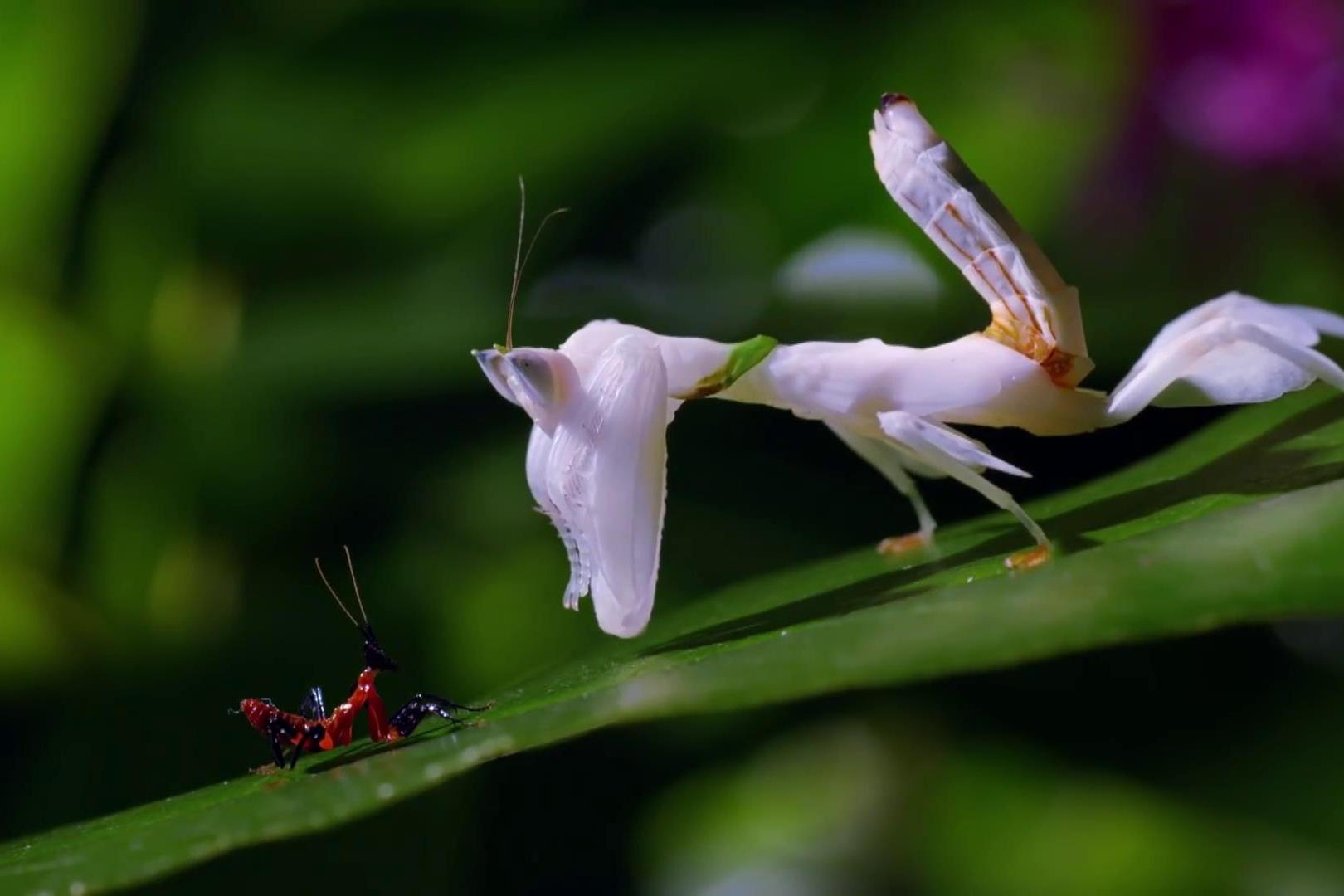 罕见白色螳螂近距离观察昆虫的世界斗智斗勇的丛林法则