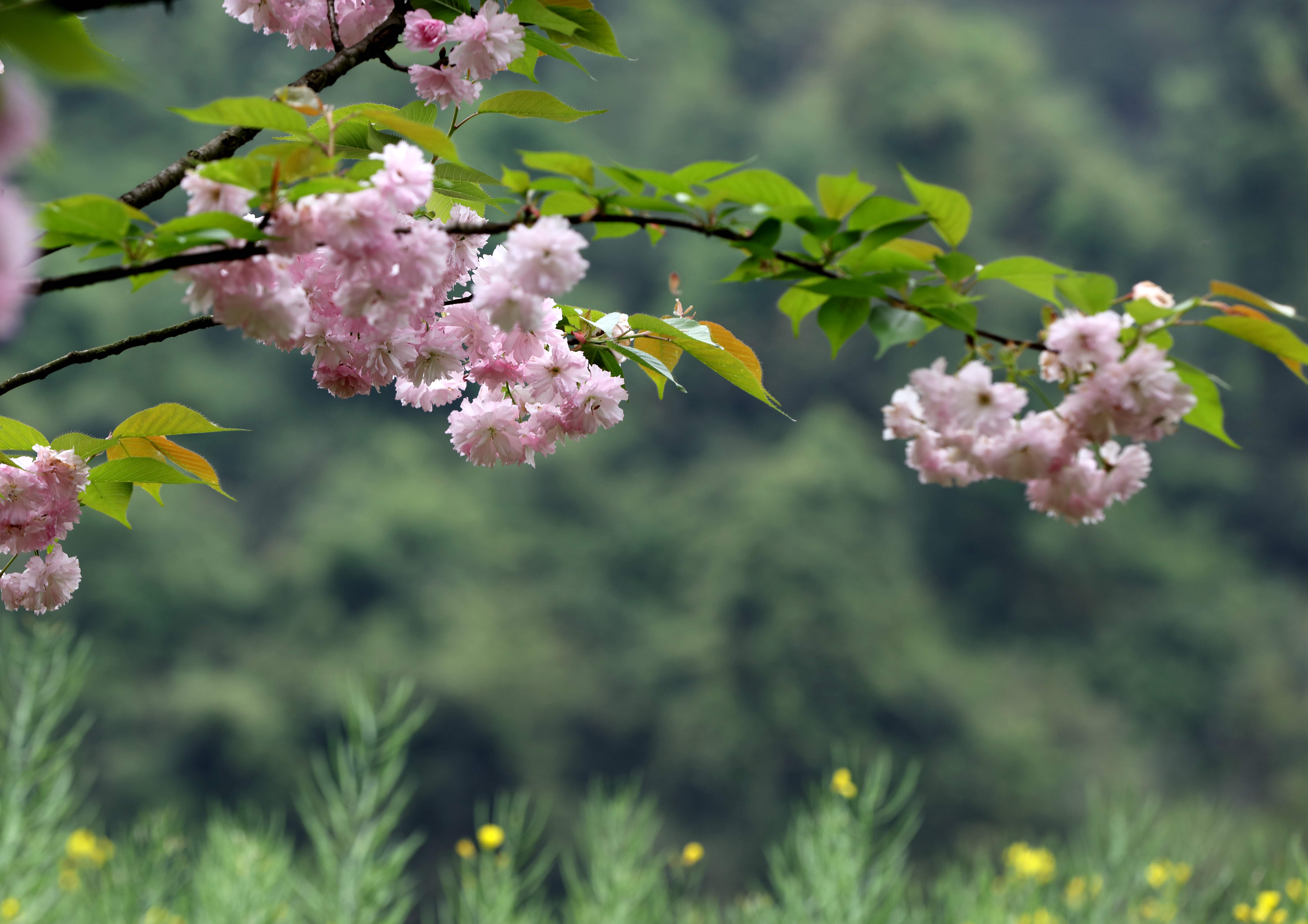 张家界黄龙洞景区:春赏满园樱花艳