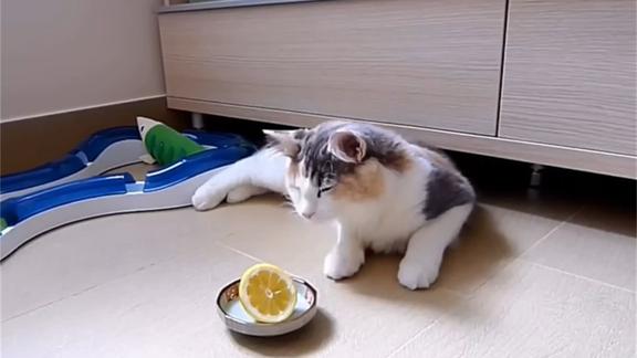 主人让猫咪吃柠檬猫咪拖过柠檬深深吸了一口气咦