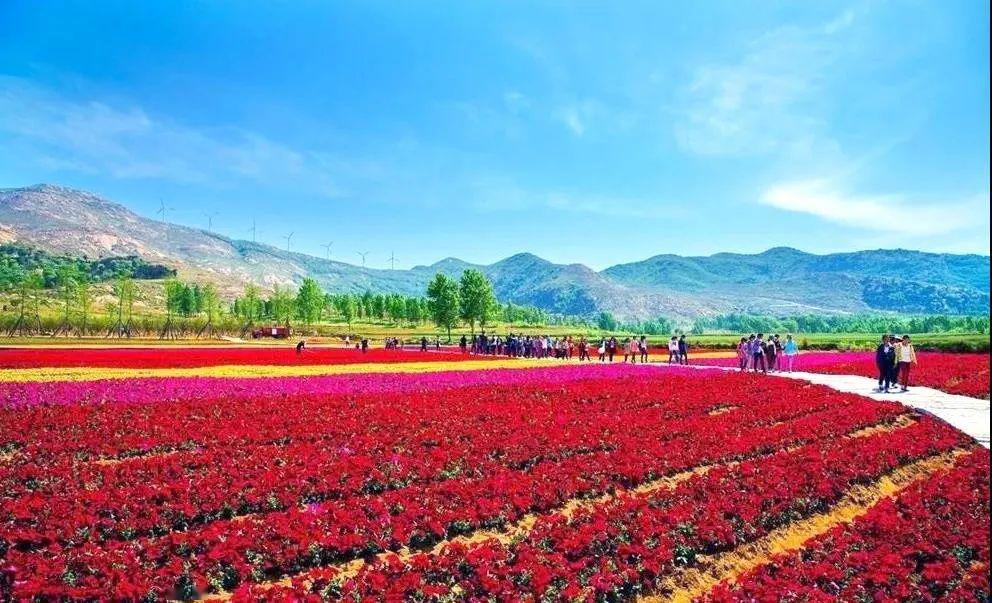 坐公交邯郸峰峰牡丹谷直通车免费啦