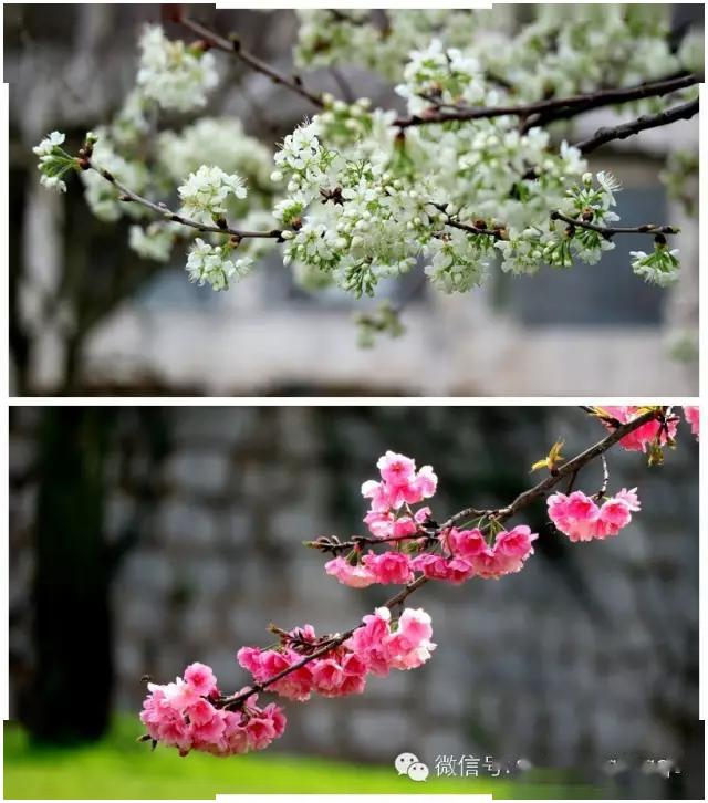 春暖石林湖落英缤纷芳草鲜美