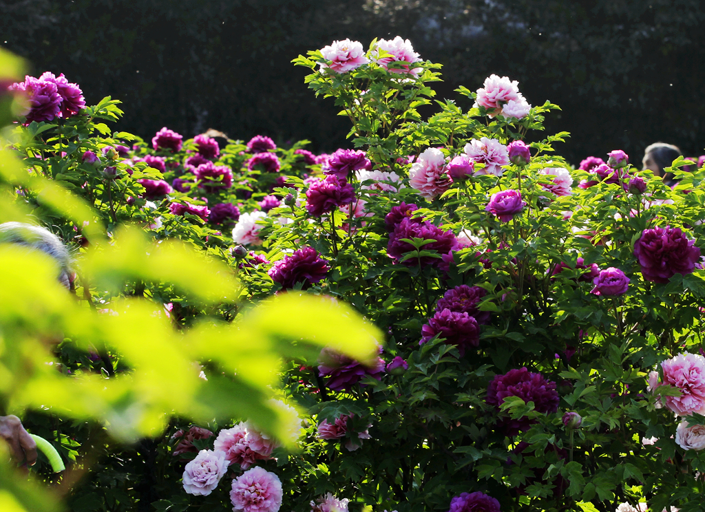 洛阳郁金香花园花期图片