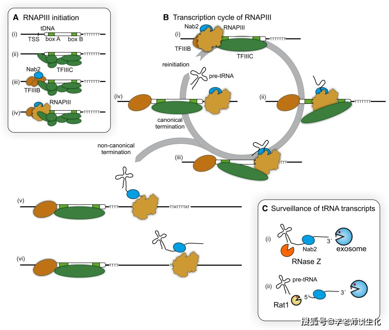 真核生物的启动子与转录起始