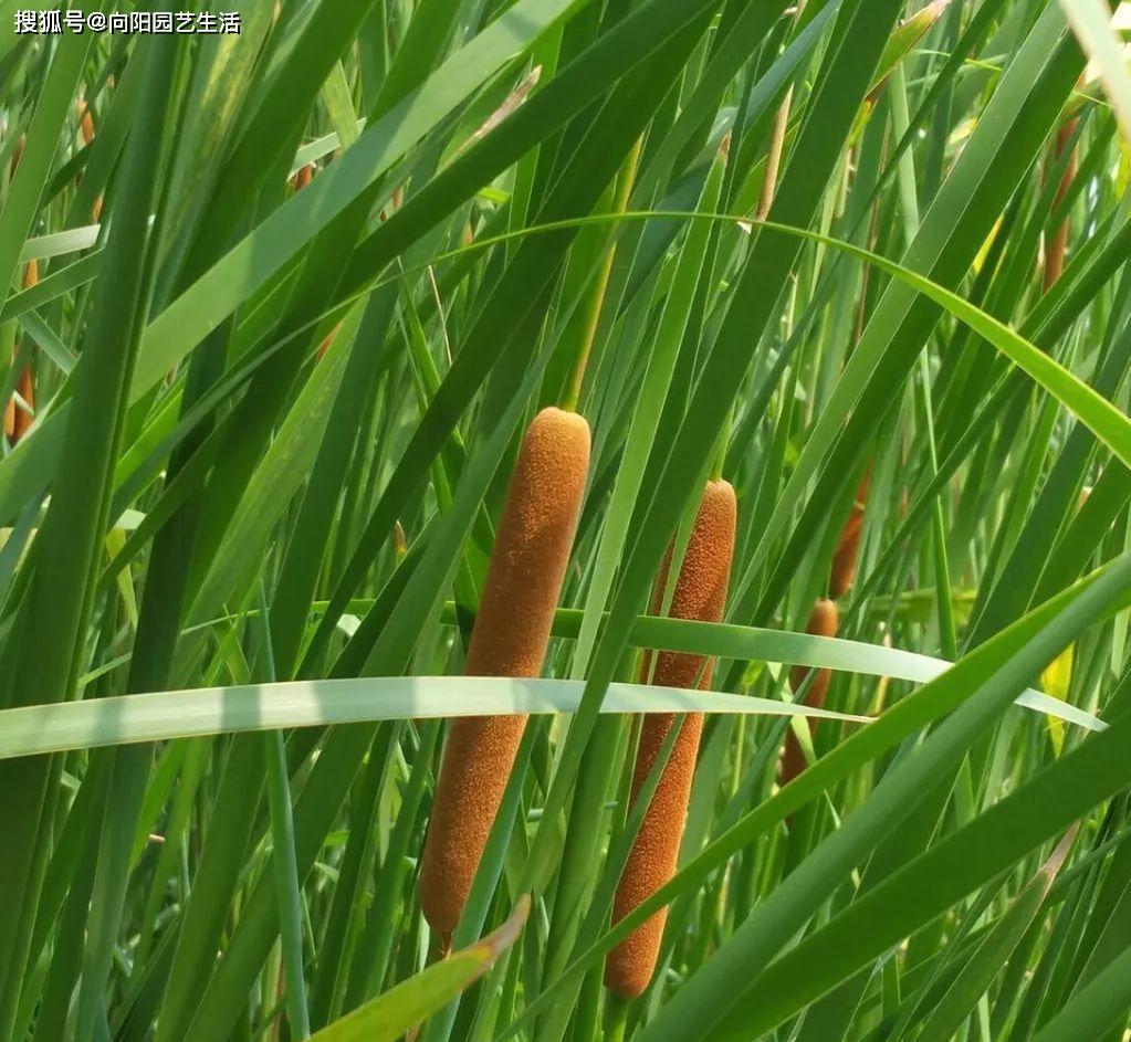 长在河边的"香肠",90后都认识,晒干了熏蚊子,还能做席子_香蒲