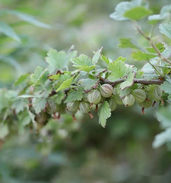 展开说明见这篇:厨房花园 | 醋栗,鹅莓,黑加仑 红加仑……一贴全清