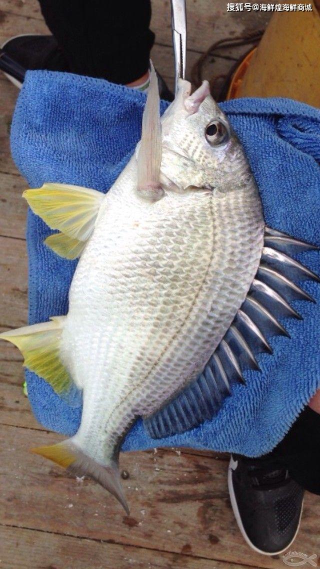 怎样快速分辨野生黄翅鱼和养殖的