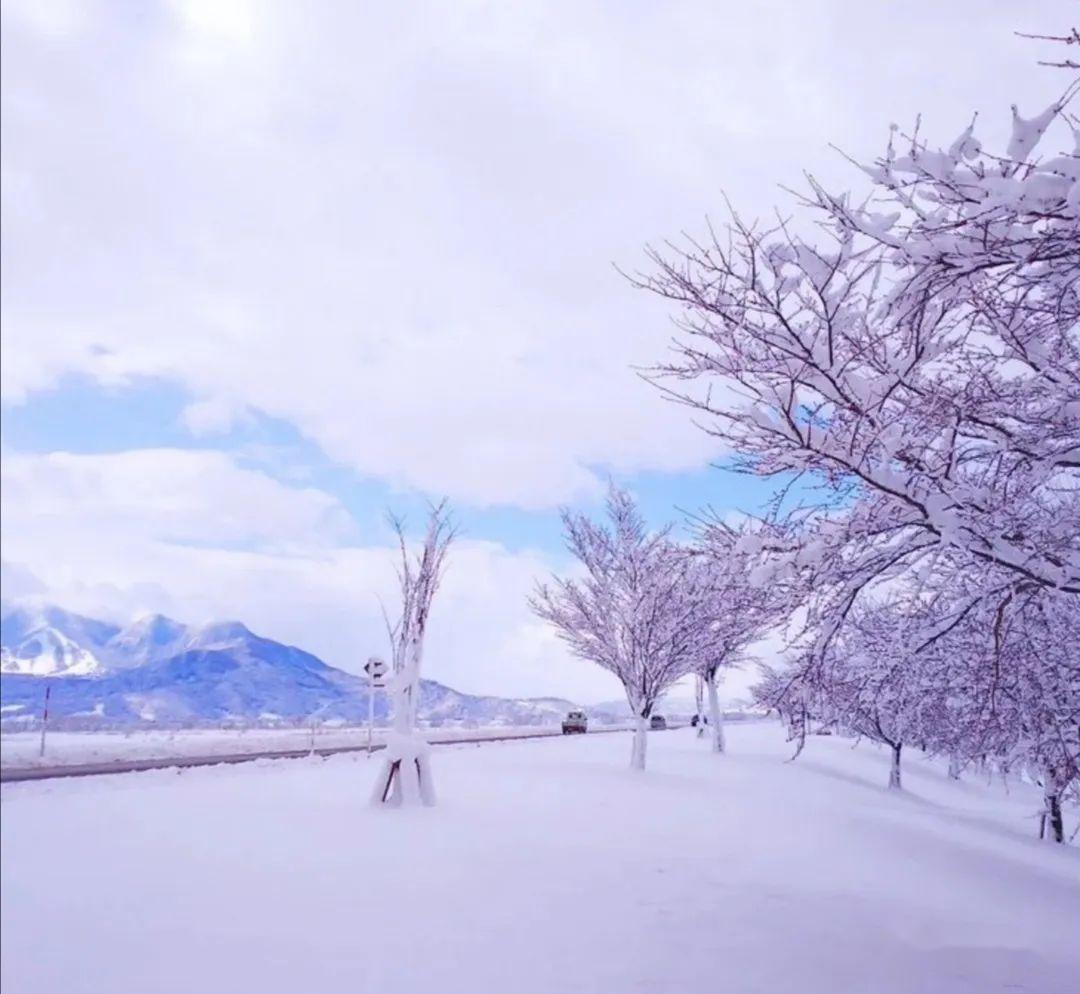 百年不遇的雪樱那是苍天在流泪