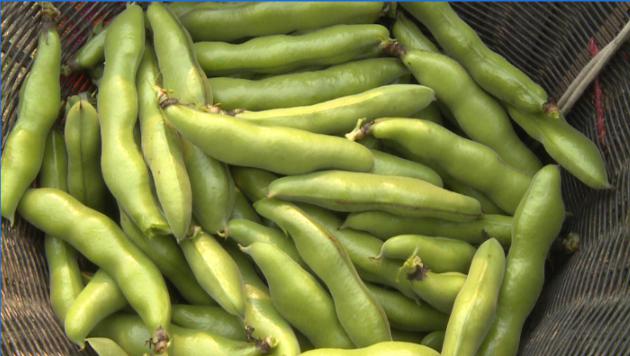 云味道鲜蚕豆焖饭总能让你馋掉几串口水