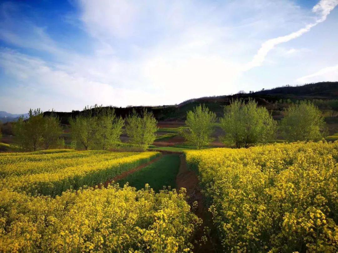 赤坭蓝田村油菜花图片