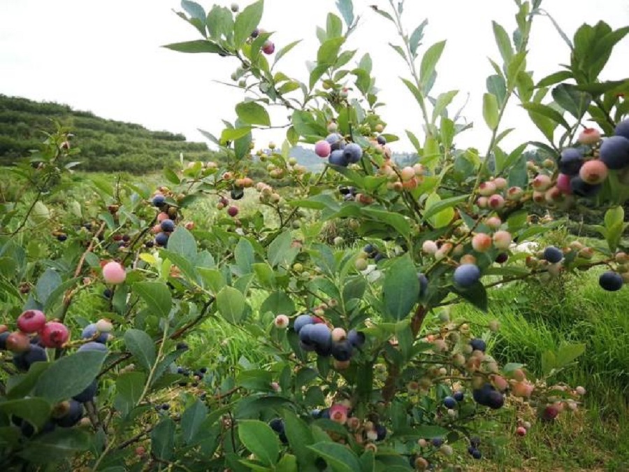 貴州藍莓種植基地:麻江藍莓是什麼?