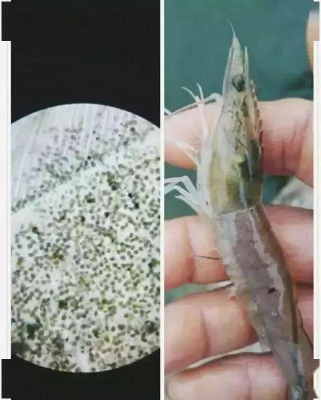 对虾脱壳困难生长缓慢;或水质管理不当,造成原虫如纤毛虫大量生长附着