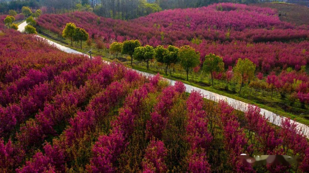 舒城棠树乡油菜花开美成一幅画
