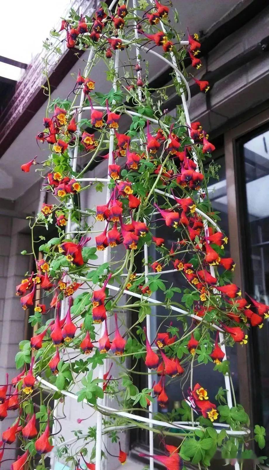 春季养棵爬藤花,一两个月就能长成花帘子,太美了!