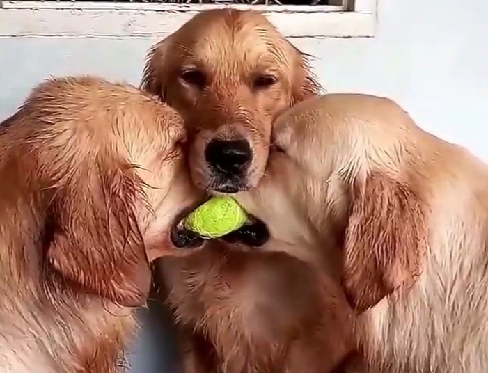 原创当狗子开始打球会怎样足篮排皆不在话下抢断传球比人类还强