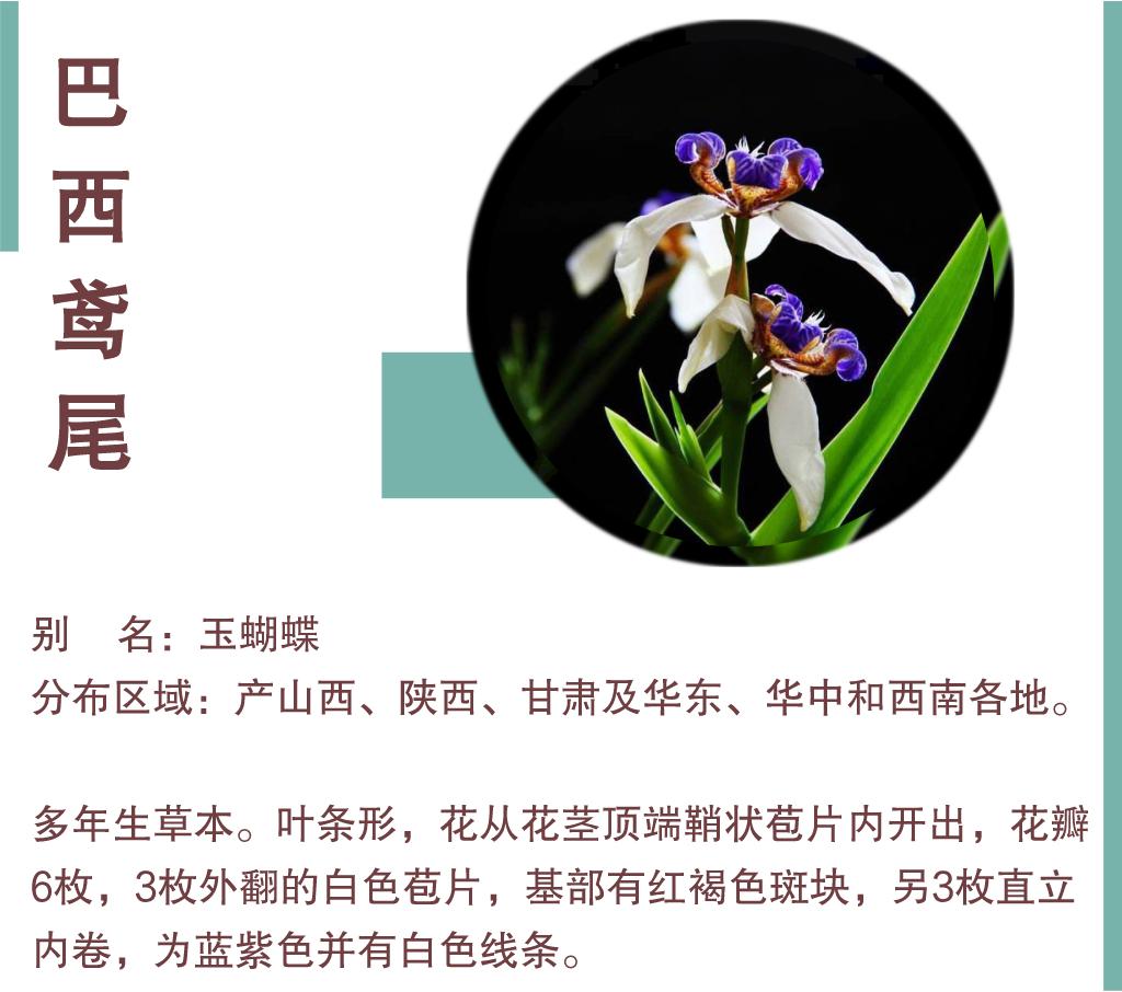 深圳四月花历最美人间四月天繁花共赏